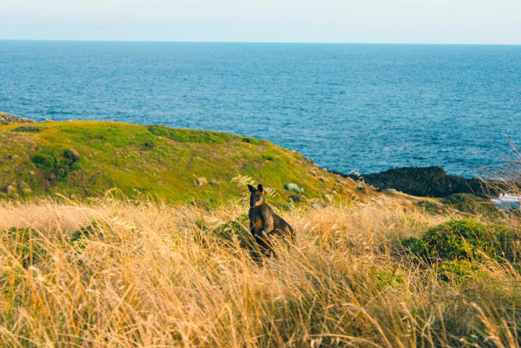 Nobbies Centre - Phillip Island