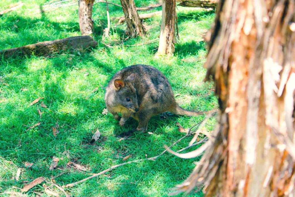Phillip Island Wildlife Park
