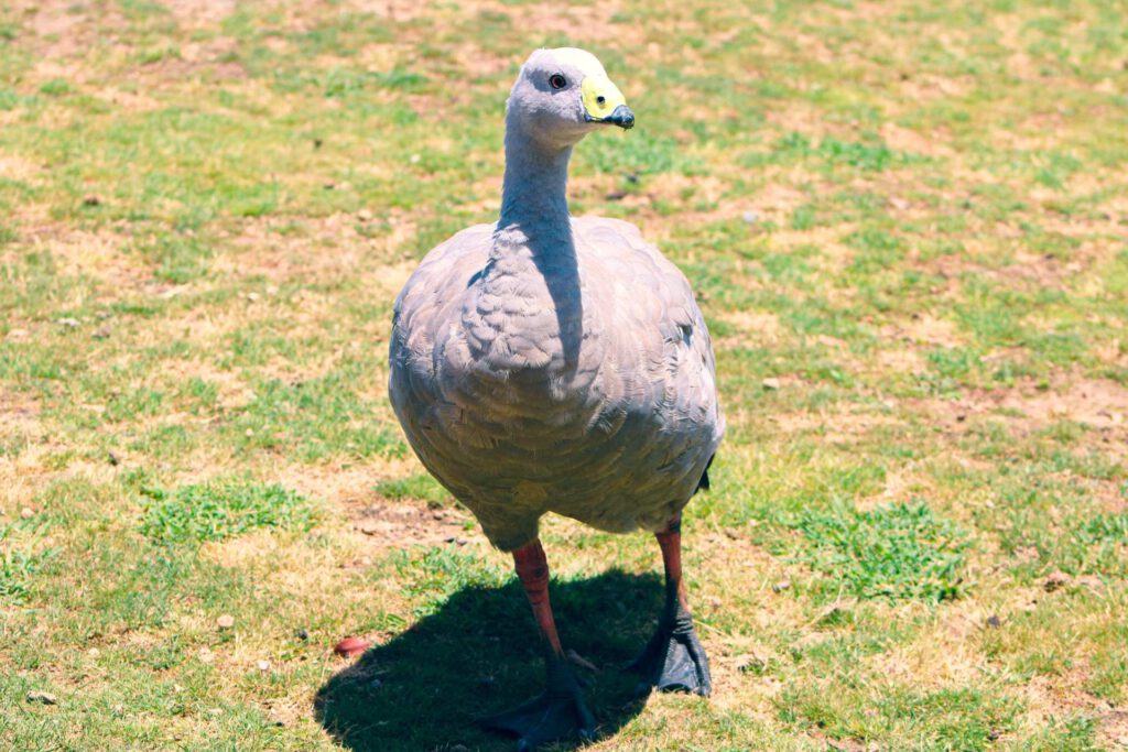 Phillip Island Wildlife Park