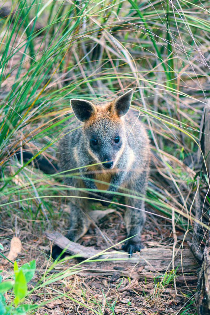 Phillip Island Wildlife Park
