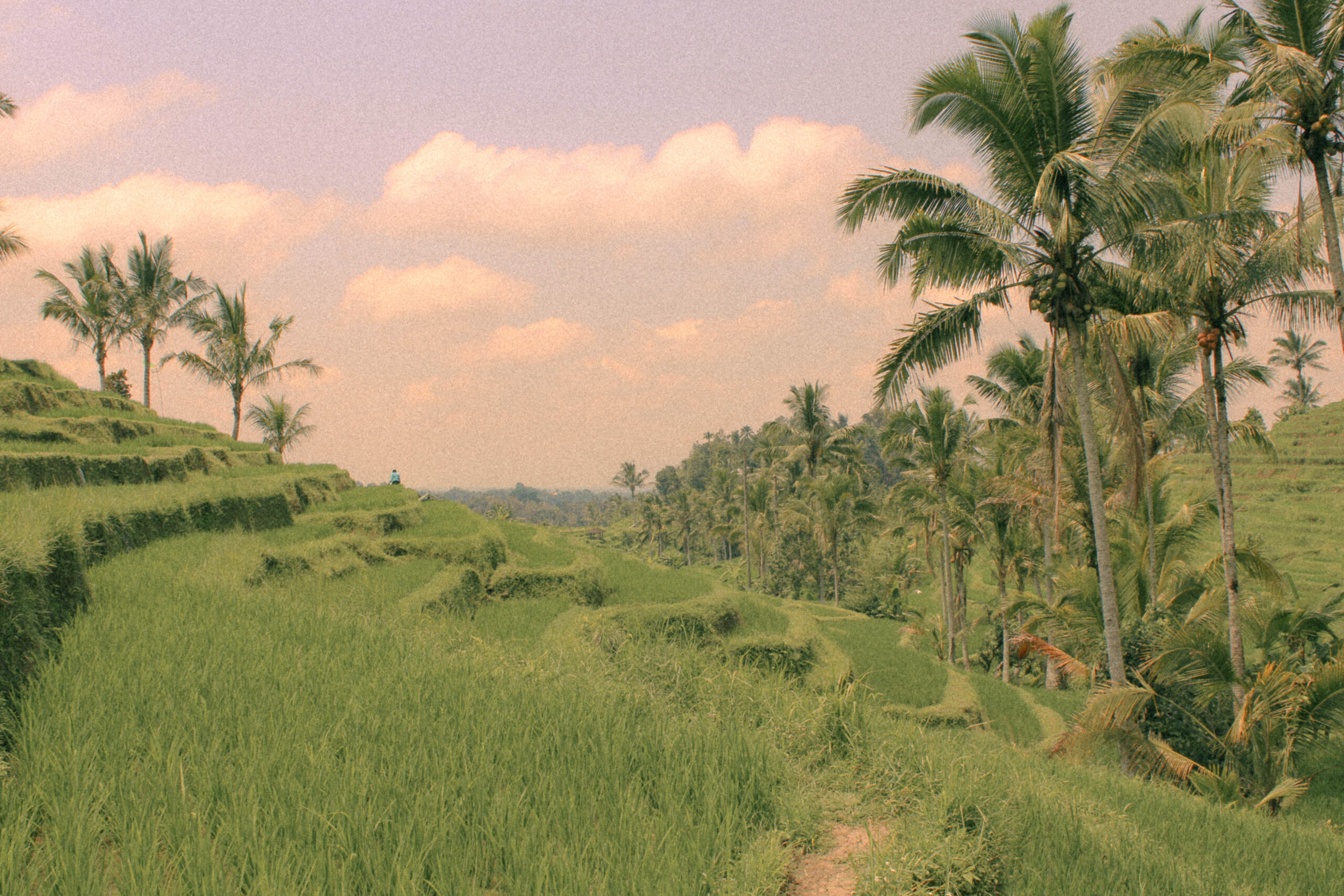 Jatiluwih