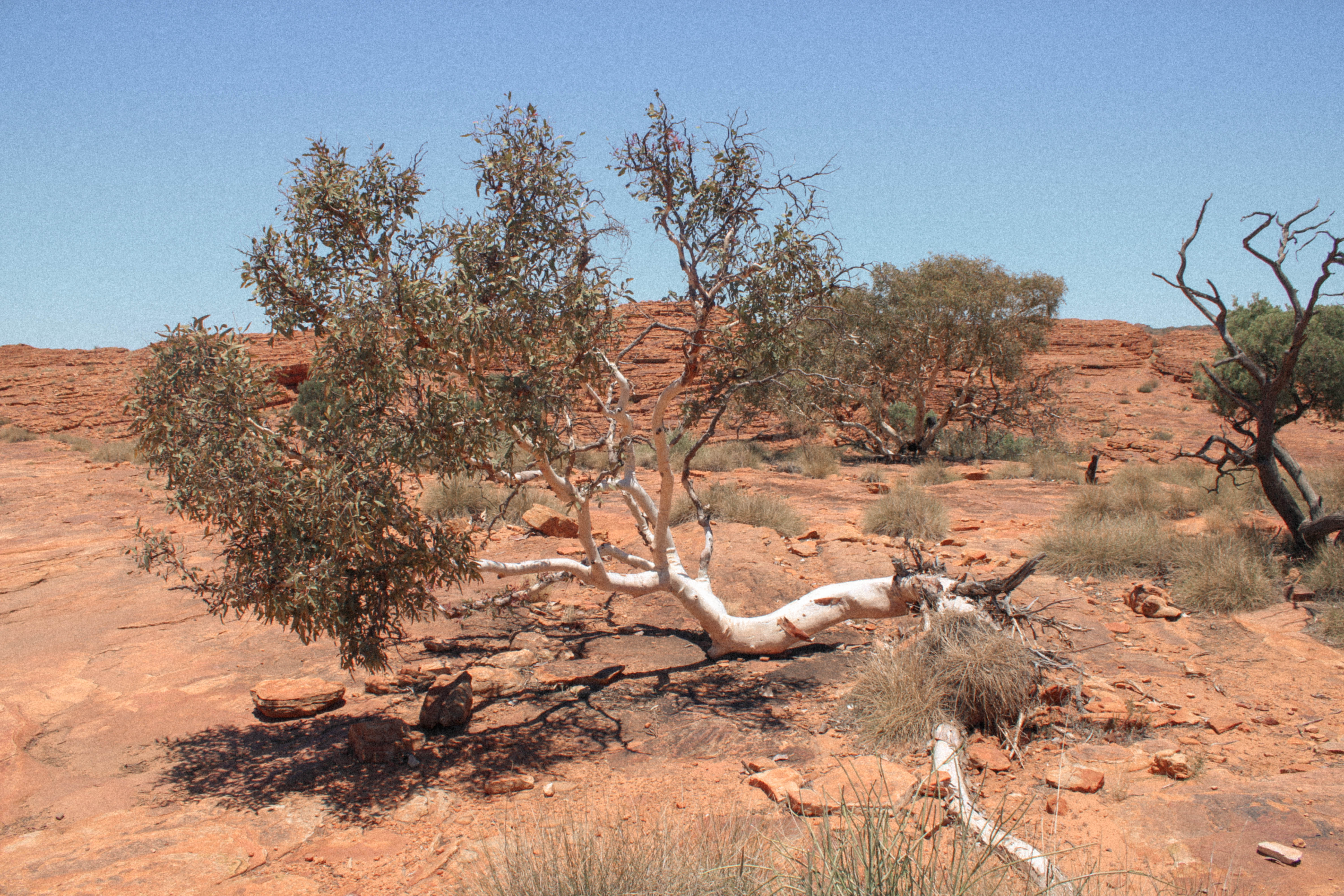 Kings Canyon Australie